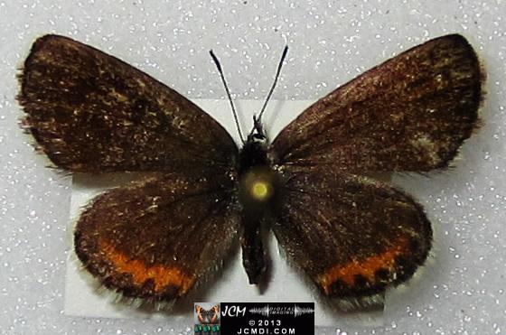 Philotes battoides bernardino (Bernardino Blue butterfly) image